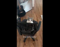 Cat in different positions on office chair