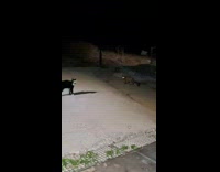 Cat fighting back fox lurking on driveway