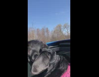 Black dog sticks head through open sunroof