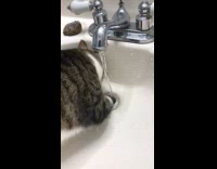 Cat obsessed with running water sink faucet