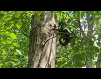 Woodpecker pecks the snake on tree branch