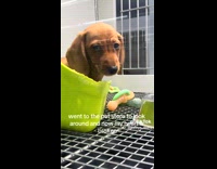 Sad looking dachshund dog at pet store
