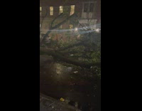 Fallen Tree on the Middle of Street