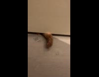Cat paws underneath bathroom door trying to reach hooman