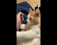 Orange and white cat wants more head scratches 