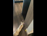 Man Places Cat Toy on Floor and Moves 