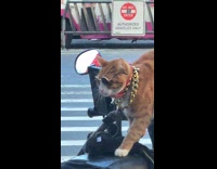 Cat on motorcycle wear shades gold chain