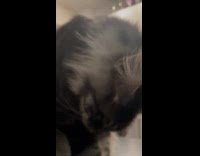 Gray cat grooms self licks own legs