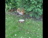 Orange cat sits next to brown bird 