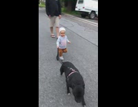 Baby girl holds leash and walks pitbull dog down the street
