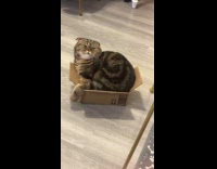 Large cat lie down inside small box