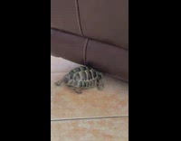 Tortoise crawl floor cant get under couch 