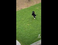 Collab ClipsIG - Man struggles to catch puppy in yard 