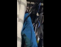 Cat climb on coats hanged with hanger