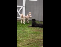 Two dogs play together on the backyard