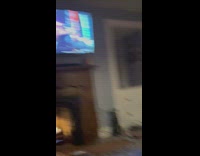 Pet cat lies down on couch and watches television