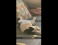 Black and white cat pets itself 