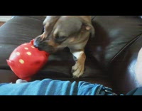 Dog on couch red pig squeaky toy 