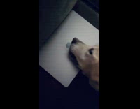 Dog lick apple logo on MacBook laptop