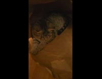 Collab PLC - Filmer show pet cat in paper bag