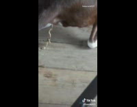 Brown white dog poops tampon out