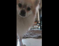 Dog walks in front of camera blocks owner 