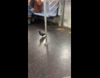 Pigeon bird fly towards kid in train