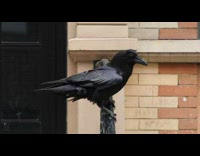 Raven Hops Around Apartment Rails Toward Garbage