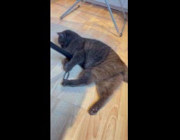 Cat loves playing with hair tie 