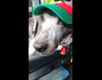 Dog inside car wears a  propeller cap.