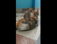 Kitten tries to sleep on cat back 