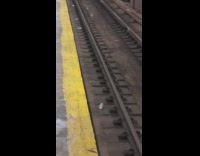 Collab Subway Creatures - Large Rat Scurries Around Subway Train Tracks