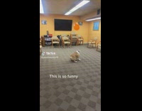 Collab Clips mpugc - Fat white brown dog playing with orange balloon 