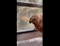 Dog sees squirrel on window gets excited
