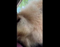 Collab Clips MPUGC - Man getting sniffed by white bison 