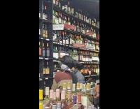 Man with Pigeon on Shoulder Checks Wine Bottles