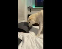 Dog buries bone treat under grey pillow 