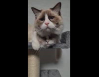 Cat sits on top of his sister