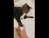 Girl tries to put hand on paw