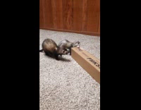 Ferret play around and gets jumpy