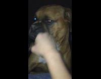 Owner Plays With Glowing Eyes Brown Boxer on Blue Bed