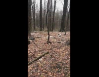 Guy walks in the woods to look for deer to hunt then sees friend pooping in outhouse