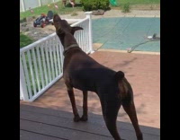 Large dog howls sirens backyard pool cover