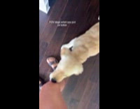 Dog wont stop licking hoomans legs with lotion