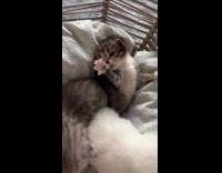 Three kittens in the basket with blanket Part 2