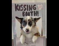 Black brown corgi dog grey kissing booth 