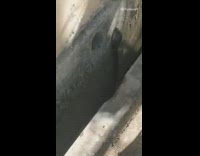 Black cobra snake goes inside drain hole 