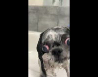 Dog in shower with leash looks scared in bathtub 