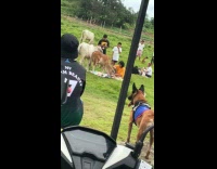 Cows ate food on picnic at park