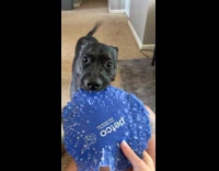 Woman shows chewed up frisbee 